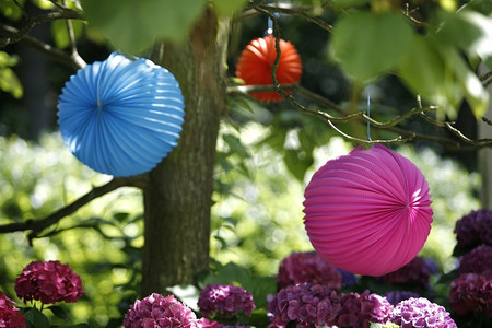 纸灯笼挂在树上花卉植物