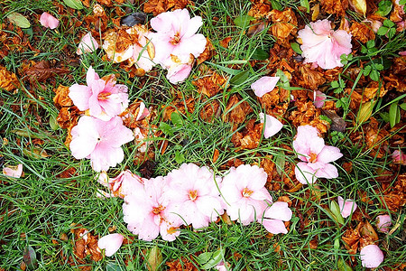 月开摄影照片_枯死的粉色山茶花开在草丛中