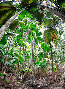印度洋摄影照片_棕榈树的热带雨林；印度洋塞舌尔普拉斯林岛的瓦拉德迈岛