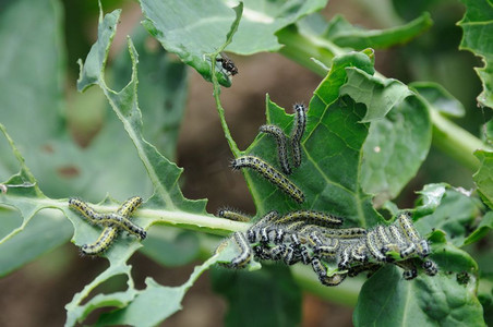 卷心菜白毛虫正在啃食作物盆栽植物昆虫类
