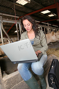 畜棚里的兽医带着笔记本电脑