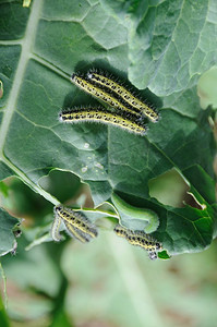 卷心菜白色毛虫正在啃食农作物虫子昆虫类