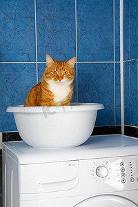 猫坐在洗手间的脸盆里的搞笑照片