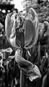 黑色和白色特写镜头的一个干垂死的郁金香花。