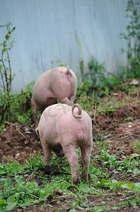 两头猪在农场里四处走动