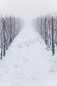 小道消息摄影照片_白雪覆盖的葡萄园在雾中，冬天的季节，意大利，欧洲。
