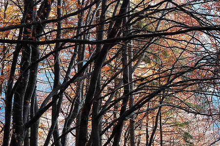 秋季的山树树枝.水平方向