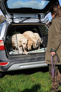 四只金毛猎犬从一辆车的后座上带出了莱特
