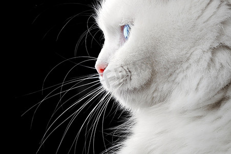 一键上传摄影照片_黑色背景上的白猫肖像。