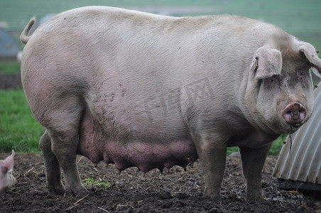 断奶摄影照片_乡下的猪。