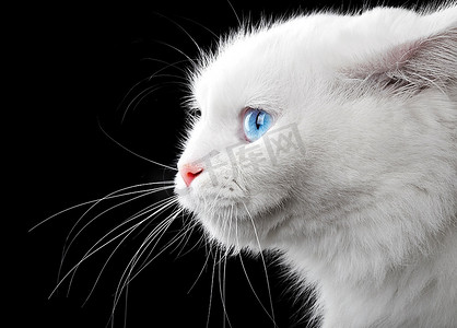 一键上传摄影照片_黑色背景上的白猫肖像。