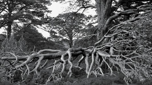 苏格兰高地，英国，倒下树枝的外展网络。