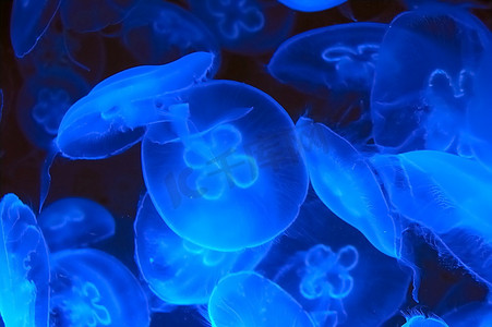 深蓝色海水中的蓝色水母(奥里利亚水母)