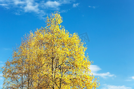 黄色的叶子对清澈的蓝天