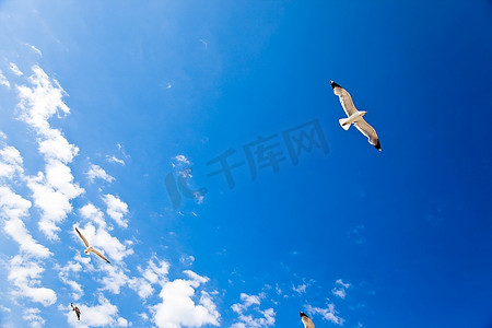 海鸥在深蓝的天空和白云上飞翔。自由观