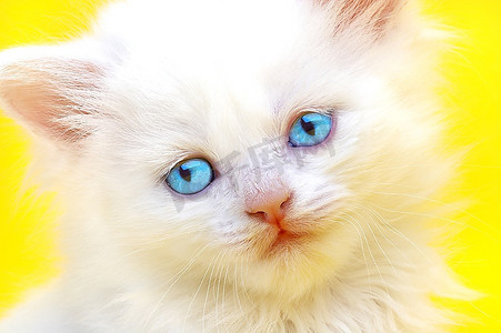 蓝色眼睛的白色小猫。黄色背景。