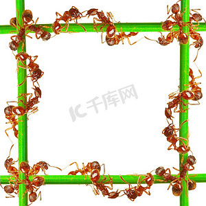 蚂蚁的摄影照片_蚂蚁在绿色的草地上。在白色背景上。