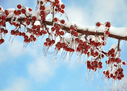 树枝上结着冰冻的红色浆果