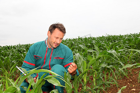 男人跪着摄影照片_农民用电子平板分析玉米田