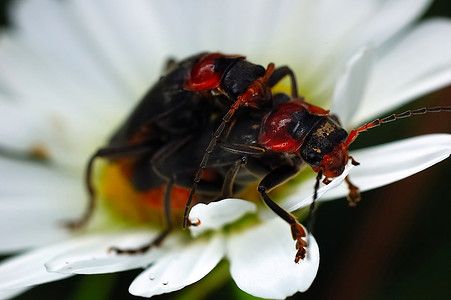 一对甲虫在一朵花上交配