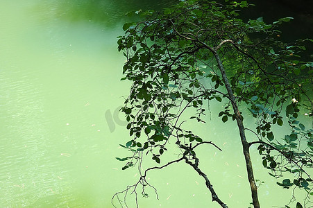 绿水湖映衬下的树木、树枝和树干