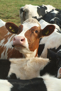 奶牛农场摄影照片_更稀有的棕色弗赖斯奶牛