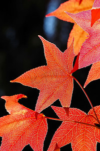 深绿色森林摄影照片_深绿色的背景衬托着红色的枫叶。