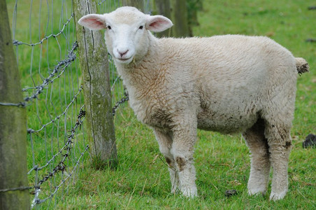 羊羔在带刺铁丝网旁