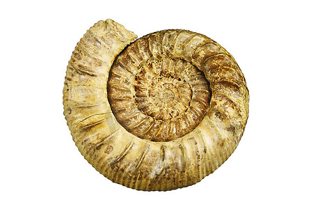 白色背景下孤立的化石海贝壳