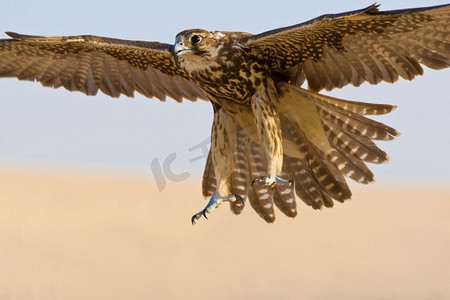 一只猎鹰前来猎杀，在中东沙漠地区被射杀。