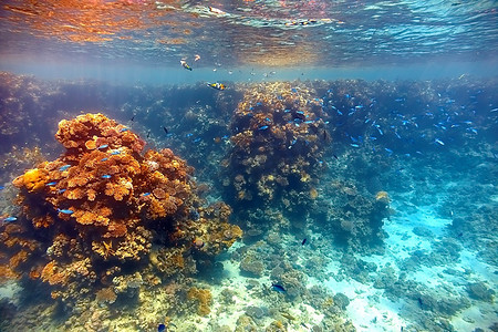 红海吉达摄影照片_红海的珊瑚礁。