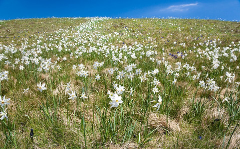 草地上开着白色的山花，阳光明媚。