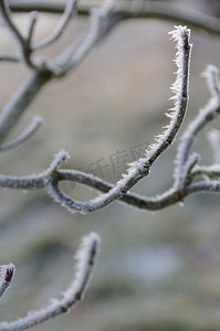 覆盖着霜冻的树枝