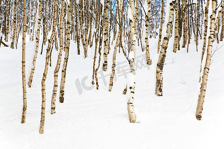 雪树林的桦树，冬季，水平的框架。