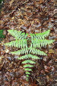 蕨类树叶摄影照片_绿色的蕨类植物覆盖在棕色干燥的树叶上。