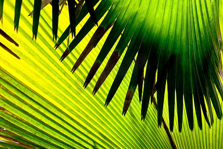 印度洋摄影照片_棕榈树的一片叶子的细节；印度洋塞舌尔普拉斯林岛的瓦拉德迈