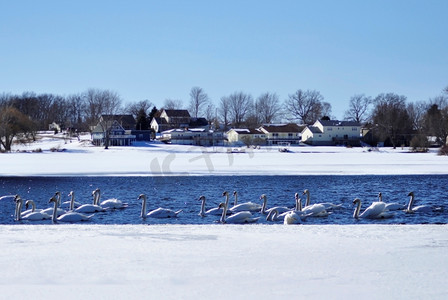 运河画法摄影照片_冬日湖面上的许多天鹅