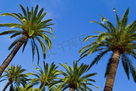 在热带天堂，棕榈树升起，形成完美的蓝天