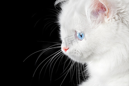 黑底白猫的肖像……猫狮子猫