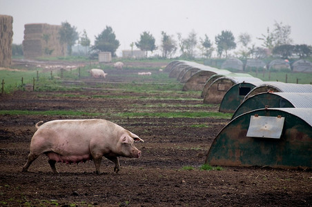 断奶摄影照片_乡下的猪。