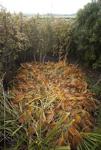 苏格兰贝里克郡秋季花园里的扁平树叶