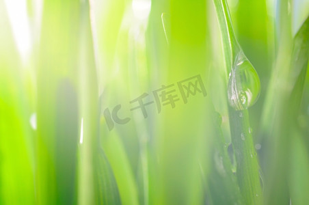新鲜的湿草在太阳光线，特写镜头，集中在大下降