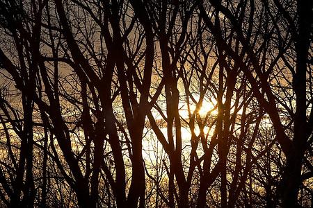 树枝状水系摄影照片_树枝的黑暗剪影反对日落天空