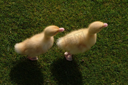 两个小鸭子鹅雏鸟类