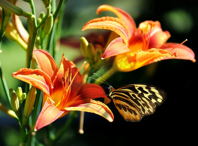 斑点黄色摄影照片_百合花上的蝴蝶，近距离