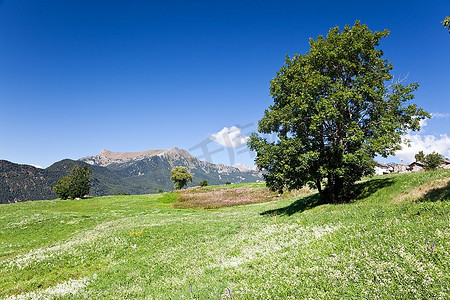 夏季的山地草甸；西阿尔卑斯山，d&急性山谷；意大利奥斯塔