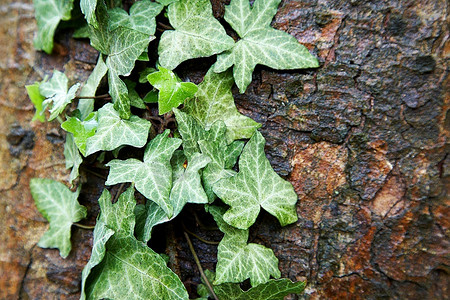 绿色常春藤生长在一个黑暗的树皮