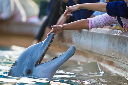 鱼儿童摄影照片_孩子们伸手触摸宽吻海豚&敏锐；S鼻子