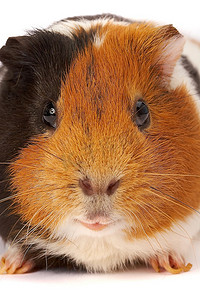 一只豚鼠的肖像。微调一张照片.