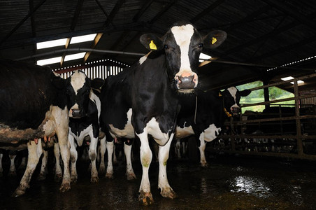 牛棚里的奶牛准备挤奶